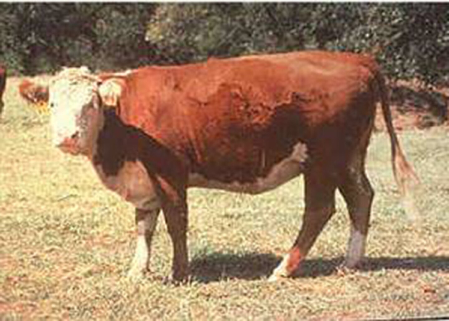 Selk-BCS-Score6-840.jpg