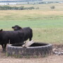 The bottom line is that even a well-maintained pond rarely, if ever, can compare to water pumped into a trough, as long as the trough water source is good quality and not contaminated. 