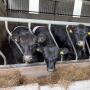 Beef-on-Dairy