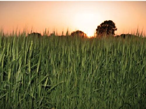 wheat.JPG