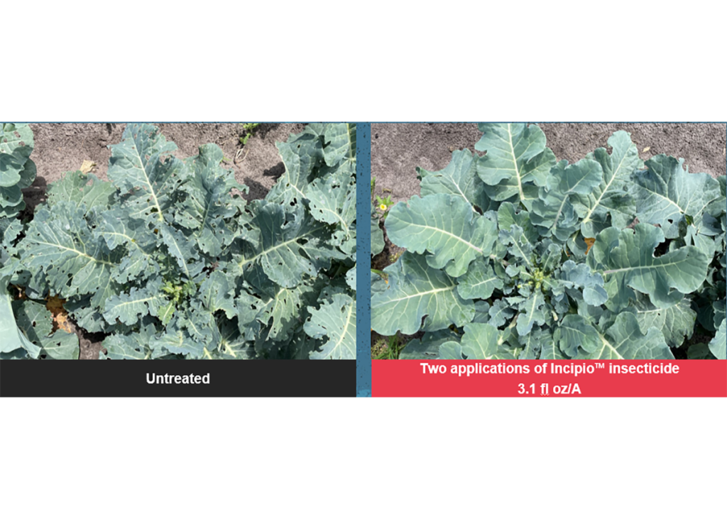 How Syngenta’s New Insecticide Active Ingredient Will Benefit Specialty ...