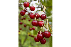 cherries