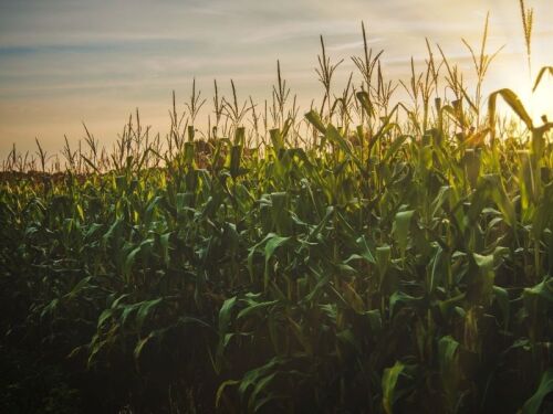 Cornfield by Canva