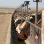 Weaned calves continue to bring a premium at auction.