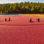 cranberry harvest
