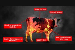 Cow on Fire