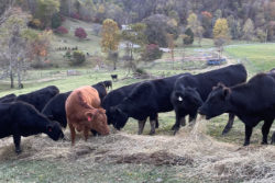 bred heifers.exchange.PNG