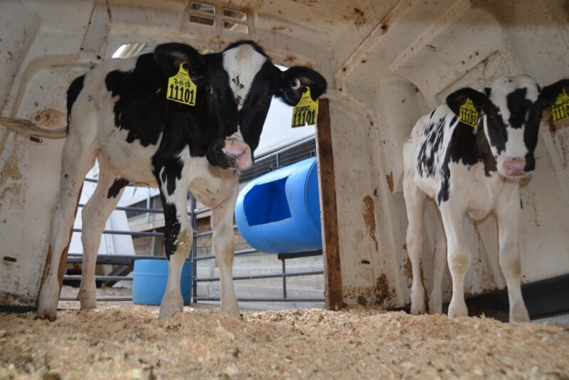 DT Dairy Calves Hutch.JPG