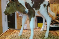 two-headed-calf-1