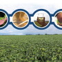 New soybean markets