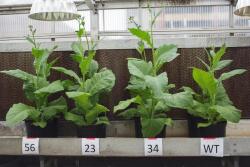 The photo shows three plants transformed to improve photoprotection recovery are visibily larger than the normal (wildtype) tobacco plant, right. Scientists have hacked a plant’s genes to make it use sunlight more efficiently.
