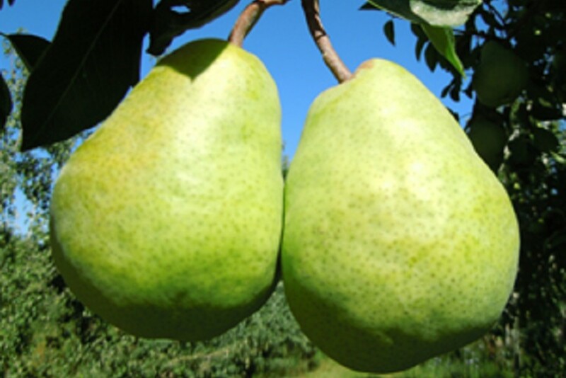 Awesum pear