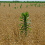 Do you have proactive plans to control marestail starting in the fall?