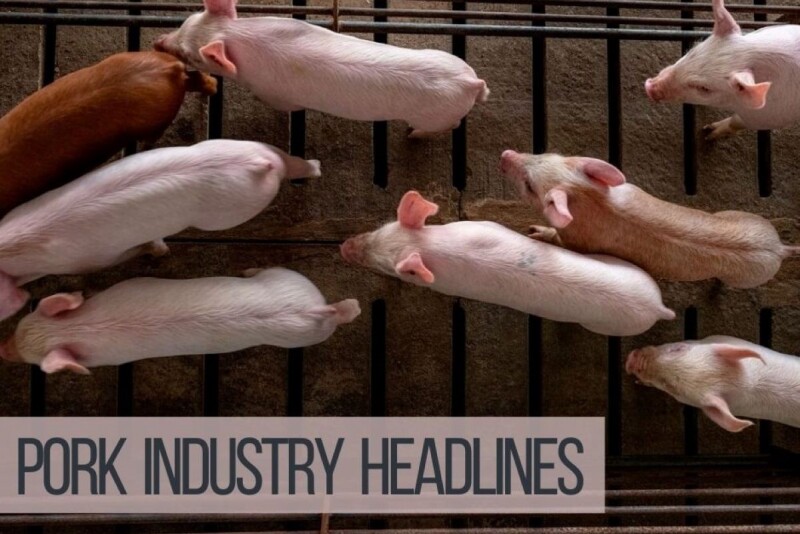 Pork Industry Headlines