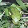A Mexican tree frog (Smilisca baudinii)