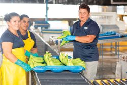 Chiquita has implemented a program to empower women who work for its Latin American banana plantations.