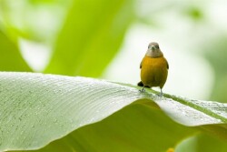 Chiquita 