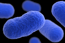 Rendering of listeria