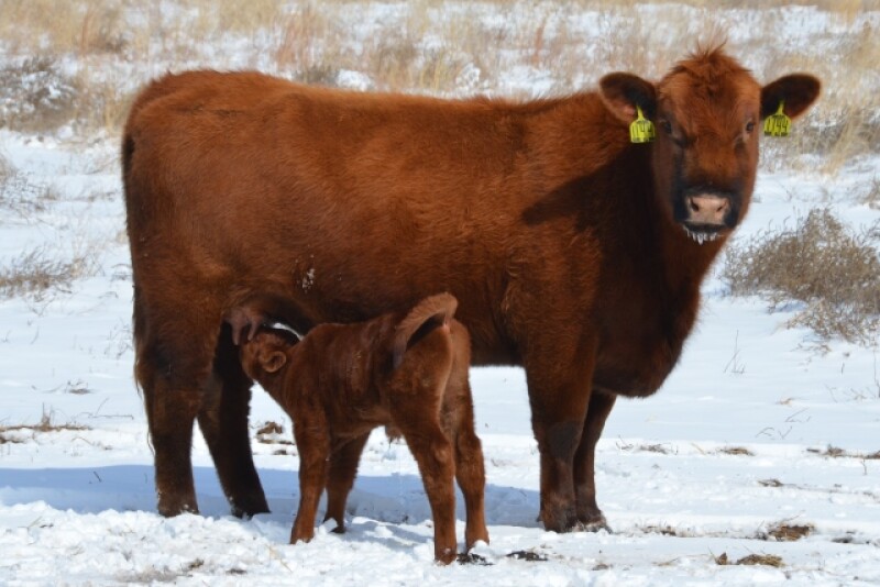 BT_Red_Angus_Cow_Calf_Winter_Snow
