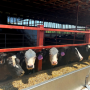 cow housing