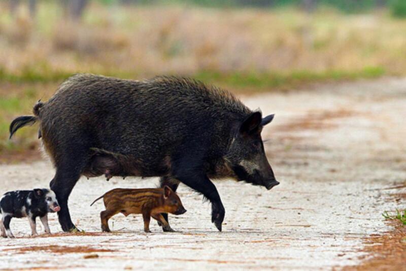 Feral Hog