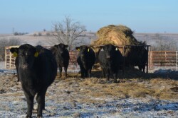 BT_Bull_Heifers_Hay_Winter
