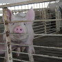 big_pig_(17)