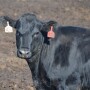 BT_Feedlot_Heifer