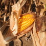 Corn ready for harvest.