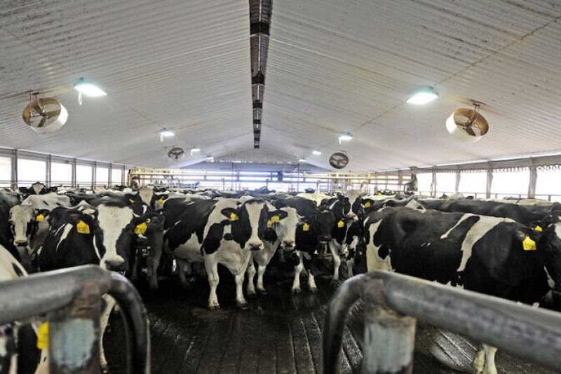 In 2020, dairy farmers will be able to select sires based on daughters' feed efficiency.