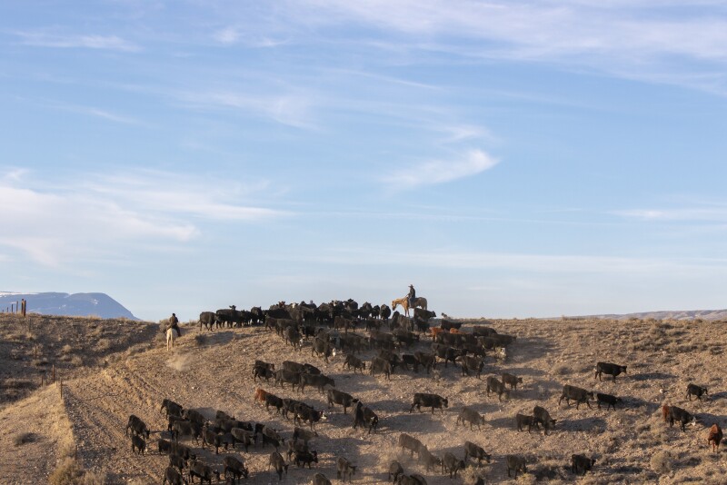 Range cattle