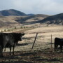 For calves, respiratory vaccines are important to stimulate the adaptive or acquired immune system and help the calf develop a memory response.