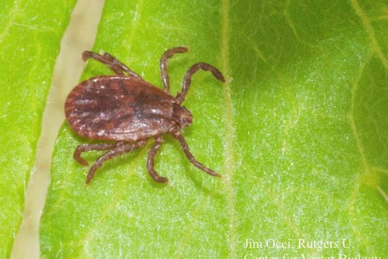 The Longhorn Tick is an aggressive biter and frequently builds intense infestations on domestic hosts causing great stress, reduced growth and production.