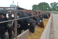 USDA's March 1 cattle on feed report estimated 1% more cattle in feedlots than the same period last year.