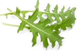 Arugula close up. Photo: Nakita, Adobe Stock