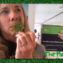 The Packer's Northeast editor Amy Sowder samples organic baby hemp greens at PMA Foodservice Show in Monterey, Calif.