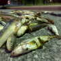 fish_kill