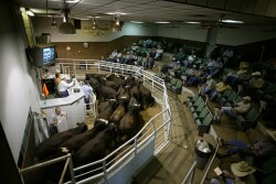 auction market
