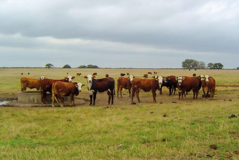 All of the team’s work involves cattle and has a strong agricultural focus, but the researchers are also aware that the same principles apply to other species, including humans. 