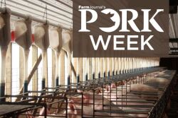 PORK Week sows