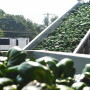 Truckload of harvested green bell peppers