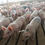 A bearish price story usually points quickly to large supplies, and that is the case for pork.