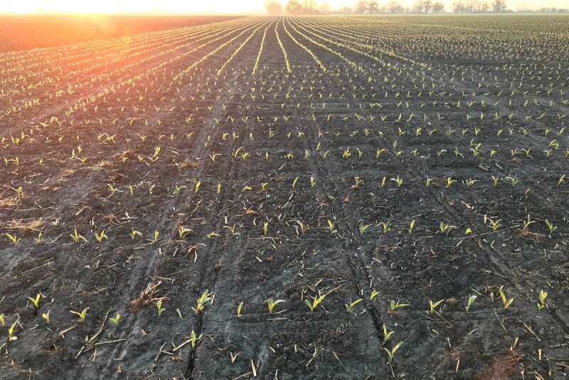 USDA June acreage report showed U.S. farmers planted 92 million acres of corn in 2020, which is 5 million acres less than the March Prospective Plantings report showed. 