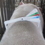 Sow caliper