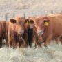 The technology available today won’t replace stockmen but it certainly can make their job easier.