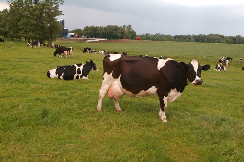 Cows on pasture.