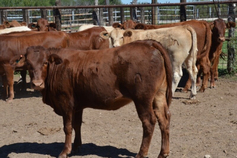 BT_South_Texas_Heifer