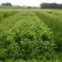 Italian ryegrass (left), sorghum-Sudangrass (center), and annual ryegrass + red clover (right) in test plots. 