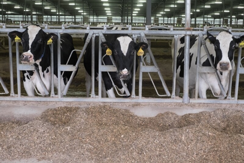 New research suggests producers can select cows for lower methane production. 