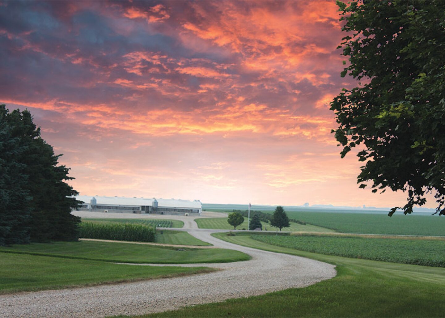 Pig Farm at Sunset